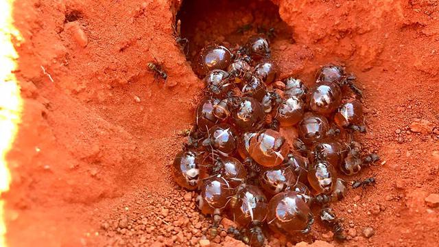Semut Honeypot Penghasil Madu