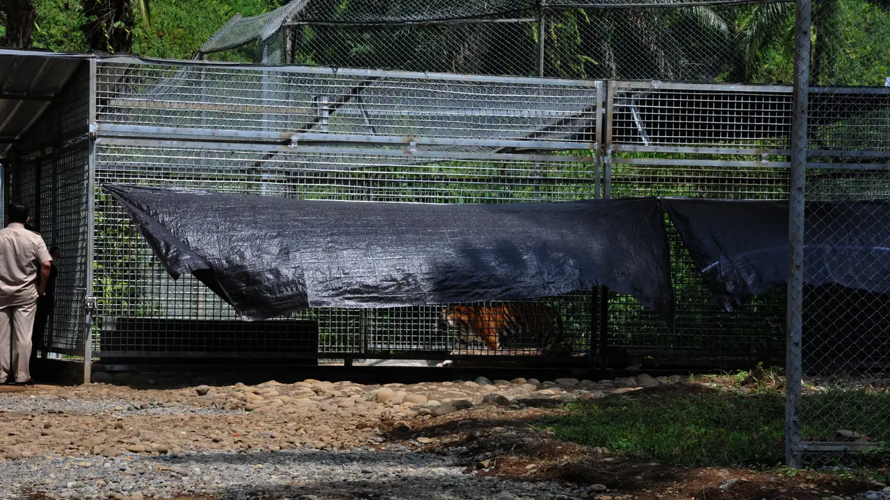 Harimau Sumatera