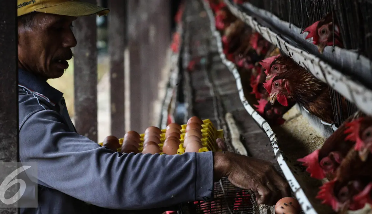 Pekerja mengambil telur yang dikumpulkan di sebuah wadah di Cibeber, Cianjur, Jawa Barat, Rabu (30/11). Peternakan ayam tersebut memproduksi telur ayam mencapai satu ton telur per hari dari 20 ribu ekor ayam. (Liputan6.com/Faizal Fanani)