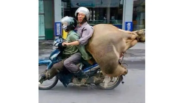 6 Potret Orang Bonceng Hewan Pakai Motor Ini Bikin Melongo