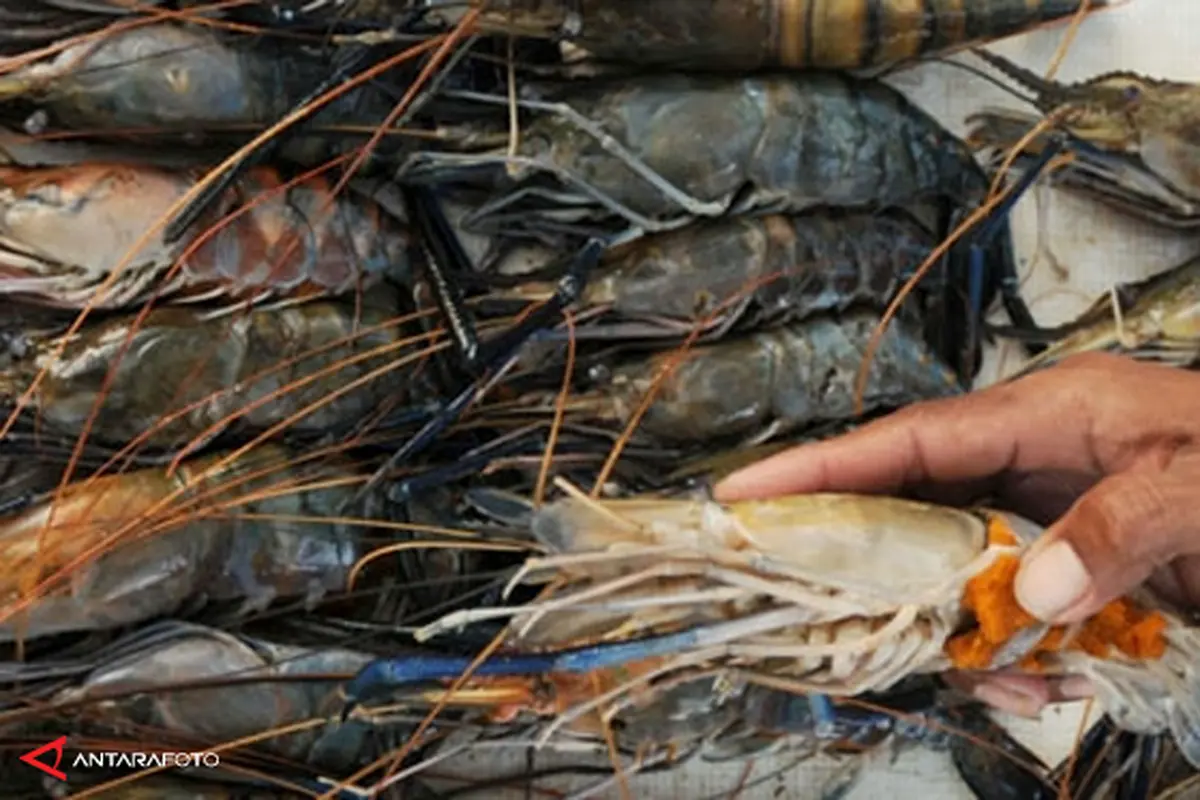 impor-udang-130814b.jpg