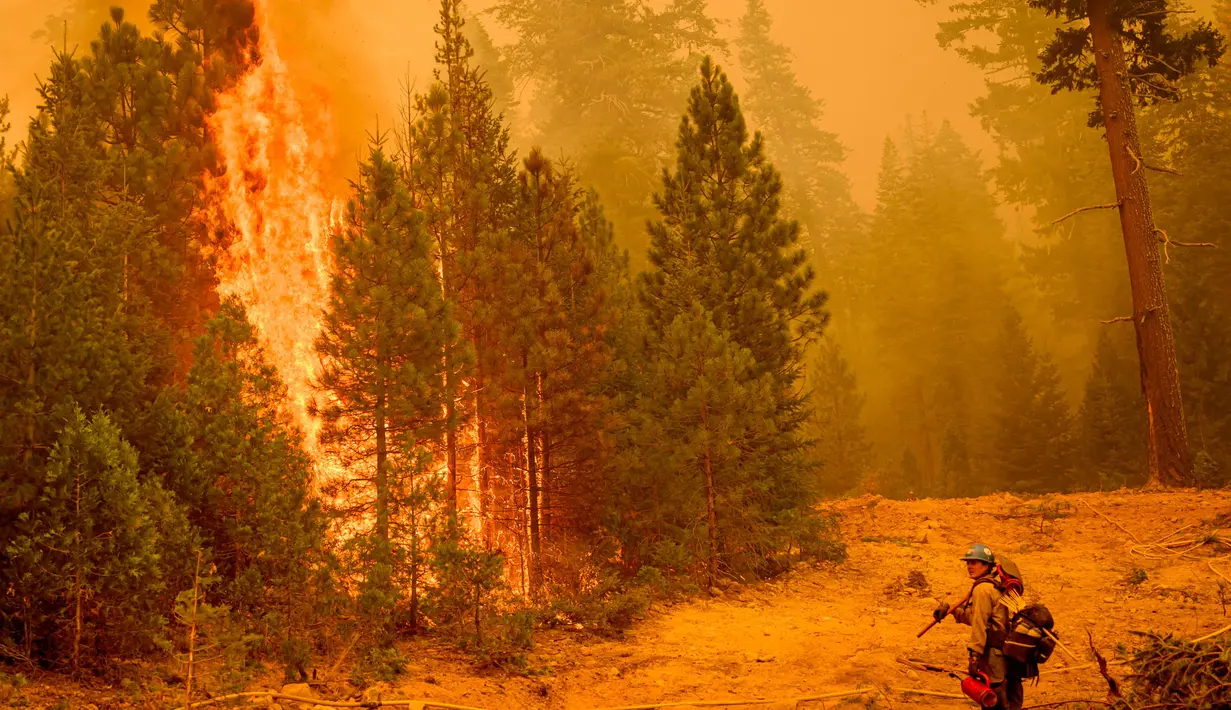 Hingga Rabu (7/8/2024), api telah membakar 422.924 hektare hutan. (JOSH EDELSON/AFP)