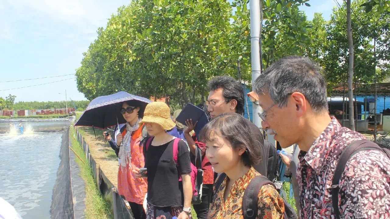 Budidaya Udang Empang di Tegal Bikin Penasaran Mahasiswa Jepang