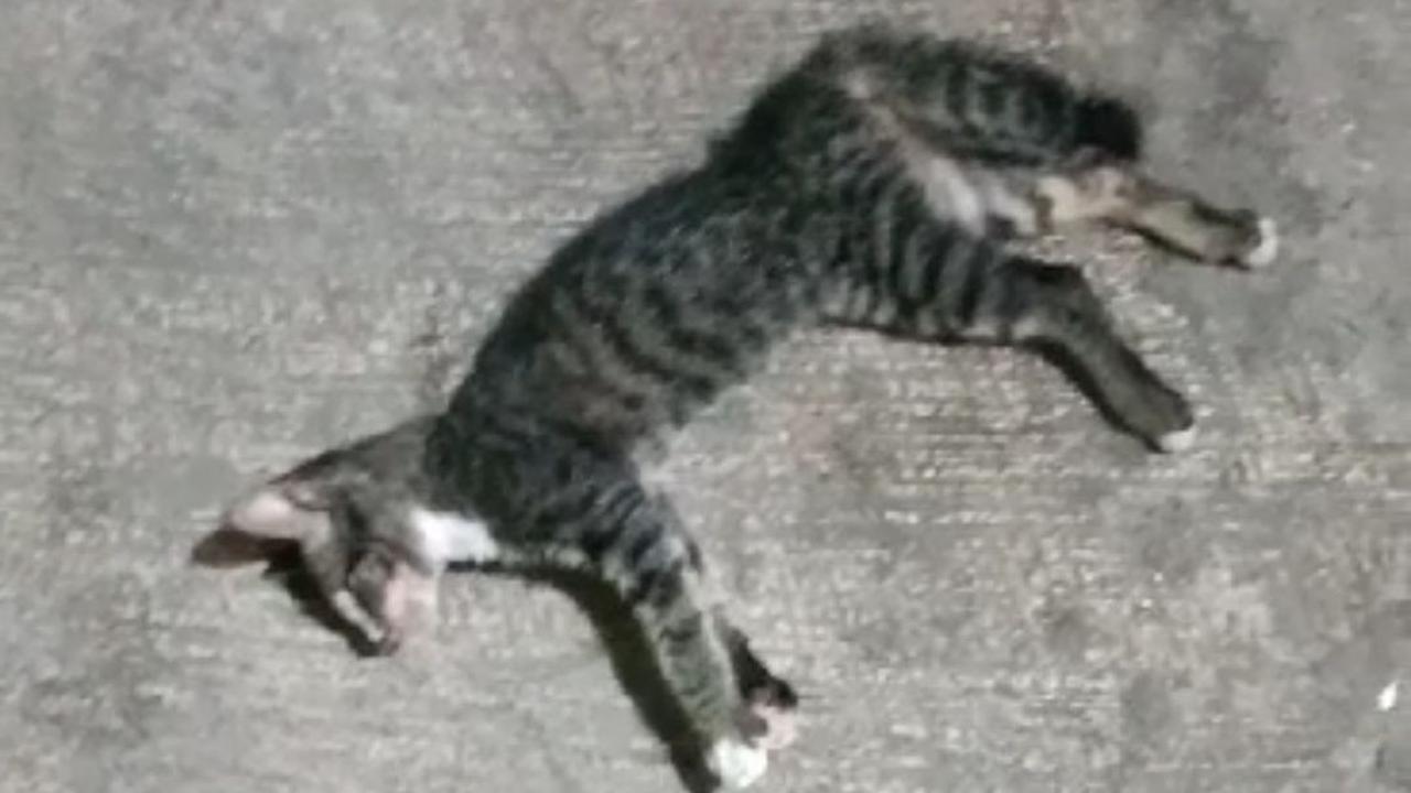 Sebanyak 21 ekor kucing di RW 05 Kelurahan Sunter Agung, Tanjung Priok, Jakarta Utara mati mendadak.