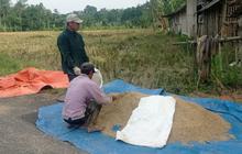 Panen Padi Lebak Februari 2026: Produksi Pangan Melimpah, Ekonomi Petani Meningkat