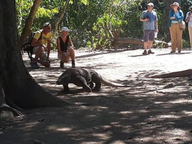 6 Rencana Kebijakan Seputar Pulau Komodo Yang Jadi Kontroversi Lifestyle Liputan6 Com