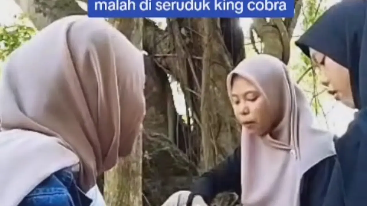 Lagi asyik makan, sekumpulan remaja diseruduk ular kobra