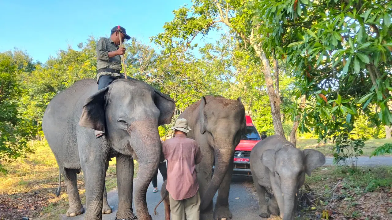 Deretan Potret Bayi Gajah Sumatera Betina yang Baru Lahir di Way Kambas, Beratnya 64 Kilogram