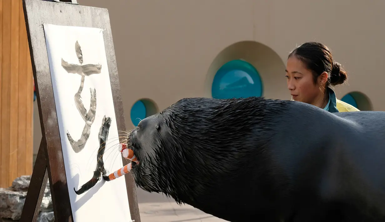 Singa laut 'Leo' (15) menggunakan kuas melukis aksara China tahun babi hutan sebagai persiapan Tahun Baru Imlek di Hakkeijima Sea Paradise, Yokohama, Tokyo (26/12). Tahun Baru Imlek akan dirayakan pada awal Februari 2019. (AFP Photo/Kazuhiro Nogi)
