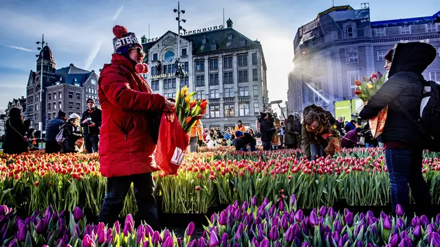 Hari Tulip Nasional