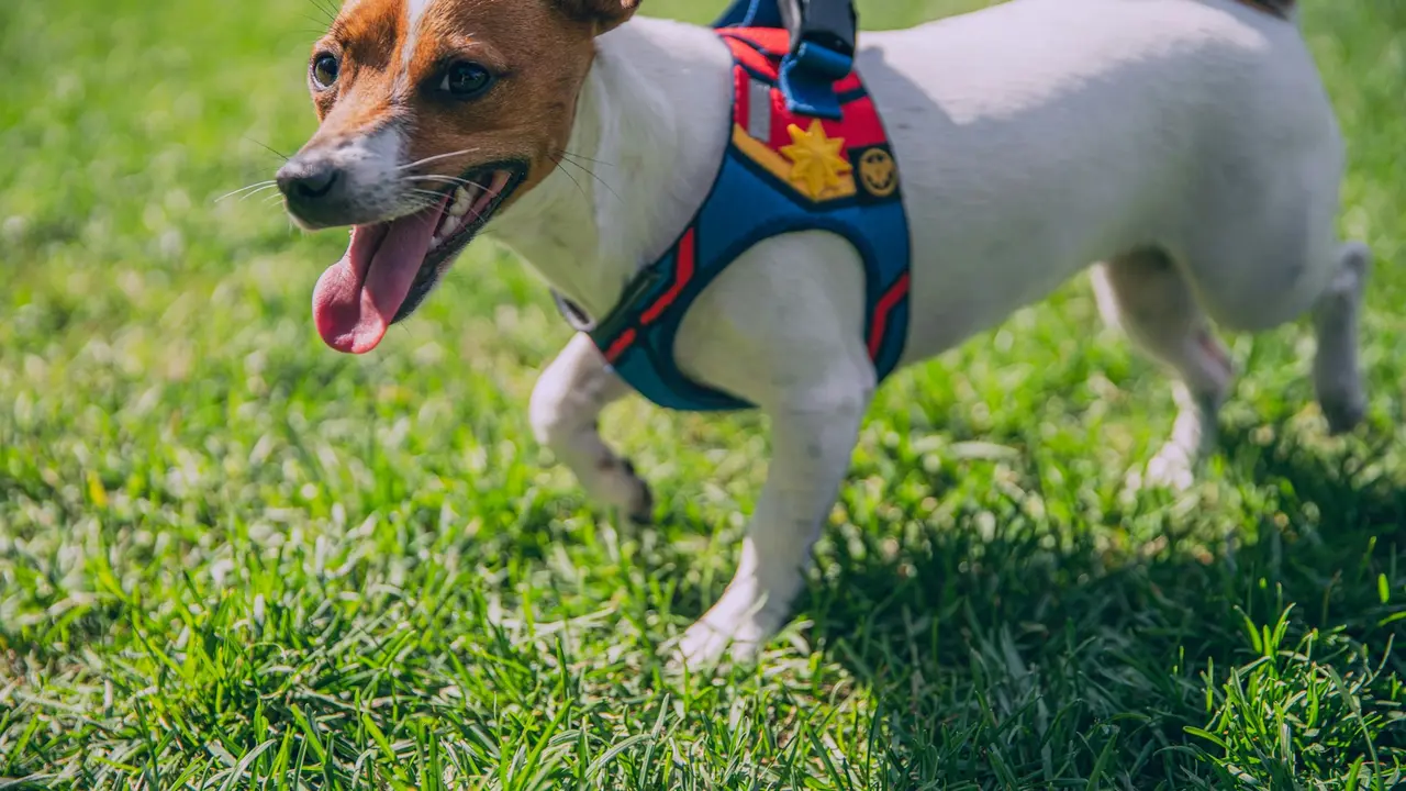 Dog Harness
