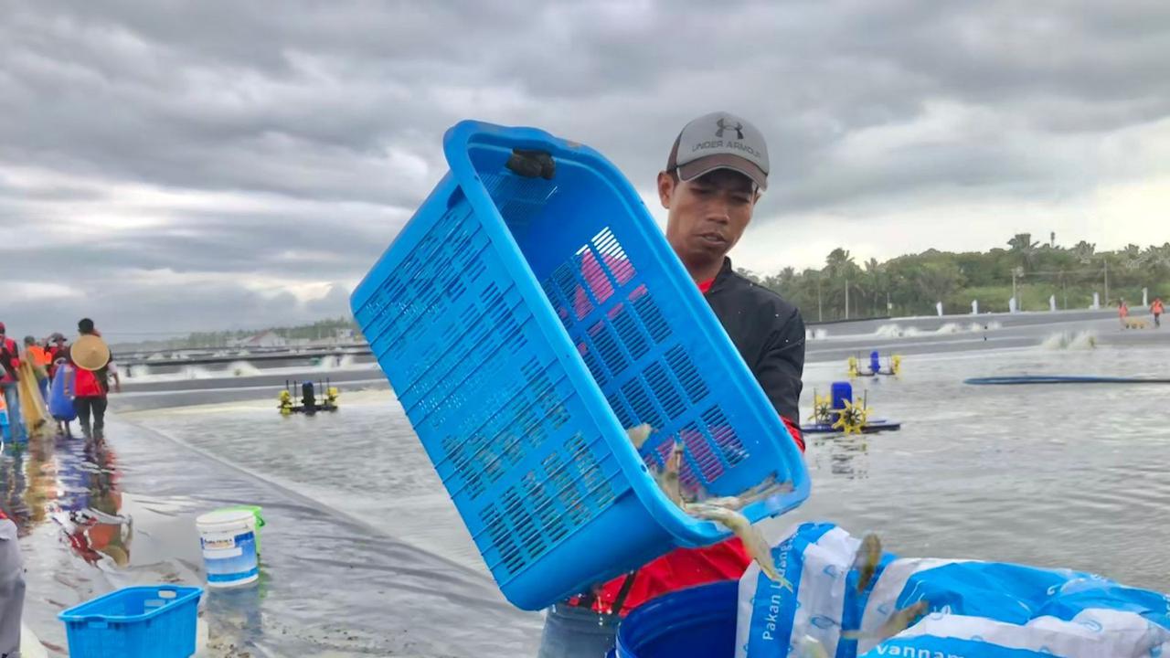 Tambak Udang Waingapu Ditargetkan Produksi 2027, Investasi Capai Rp 7,2 Triliun