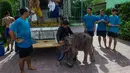Clear Sky berjalan ditemani para pelatihnya usai mengikuti hidroterapi di sebuah rumah sakit hewan di provinsi Chonburi, Thailand (1/5). Clear Sky harus menjalani hidroterapi karena salah satu kakinya tidak normal. (AFP/Roberto Schmidt)