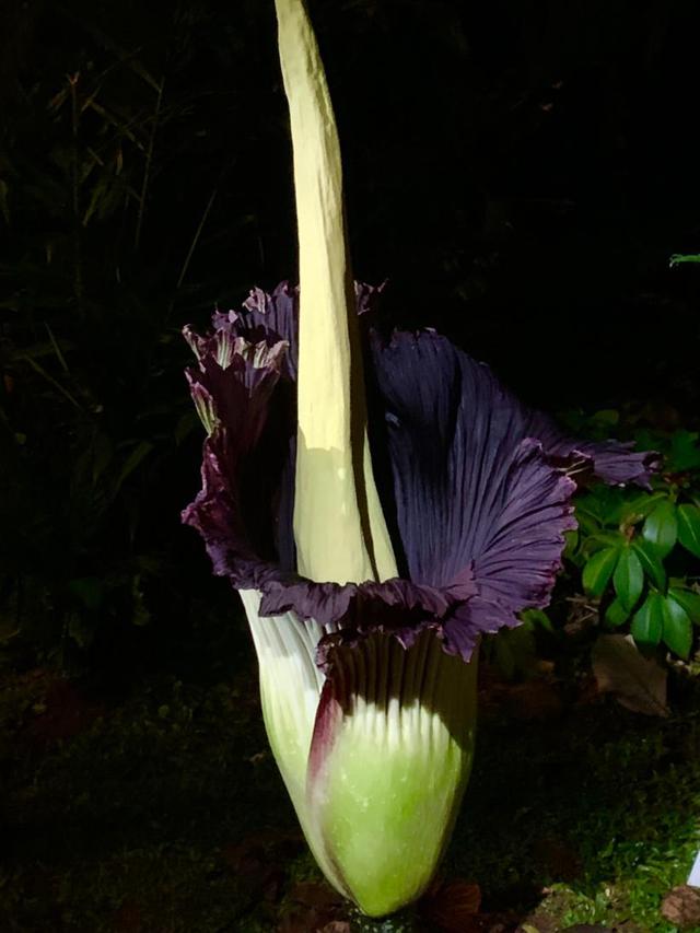 Fakta Menarik Di Balik Mekarnya Bunga Bangkai Di Rumah Perubahan Bekasi News Liputan6 Com