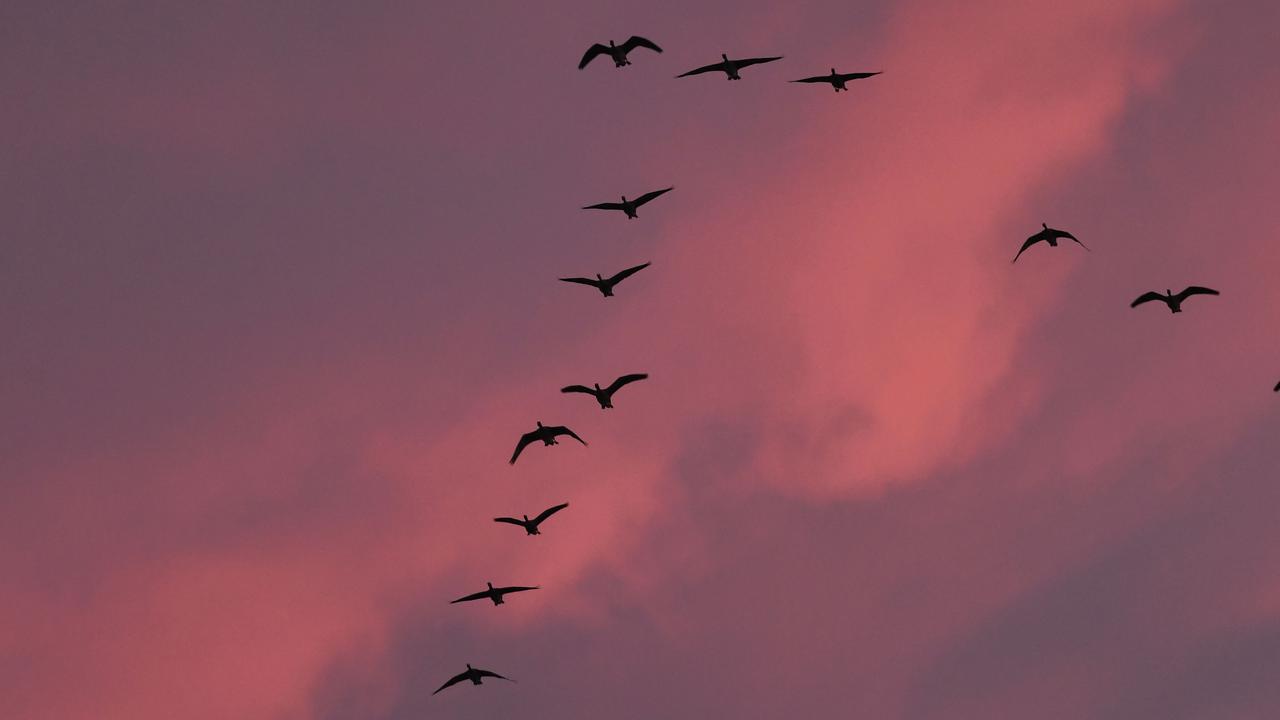 Alasan Burung Terbang dengan Formasi V