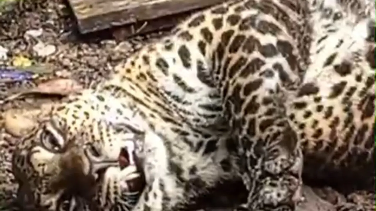 Tangkapan layar macan tutul terjerat di kawasan Gunung Mas Puncak, Kampung Batik, Desa Tugu Selatan, Kecamatan Cisarua, Bogor.