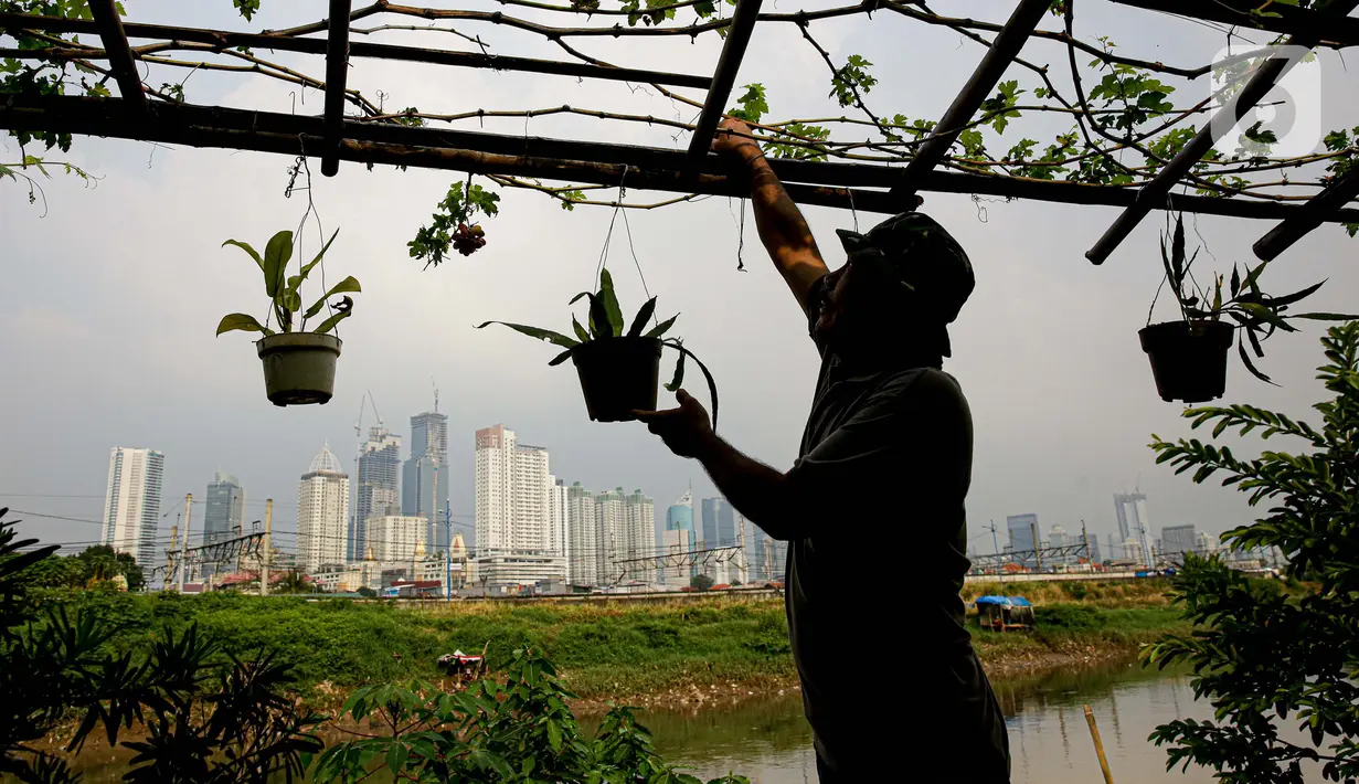 Petani merawat tanaman di bantaran Kali Ciliwung, Petamburan, Jakarta Pusat, Senin (24/5/2021). Pemanfaatan lahan bantaran Kali Ciliwung untuk bertani bersama dilakukan sebagai upaya memenuhi kebutuhan hidup di tengah keterbatasan lahan. (Liputan6.com/Faizal Fanani)