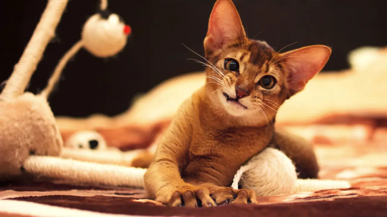 ras kucing Abyssinian