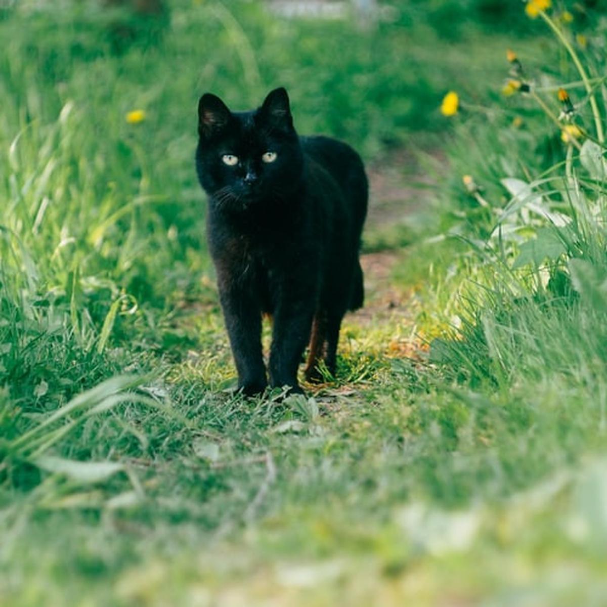 kucing hitam muka manusia
