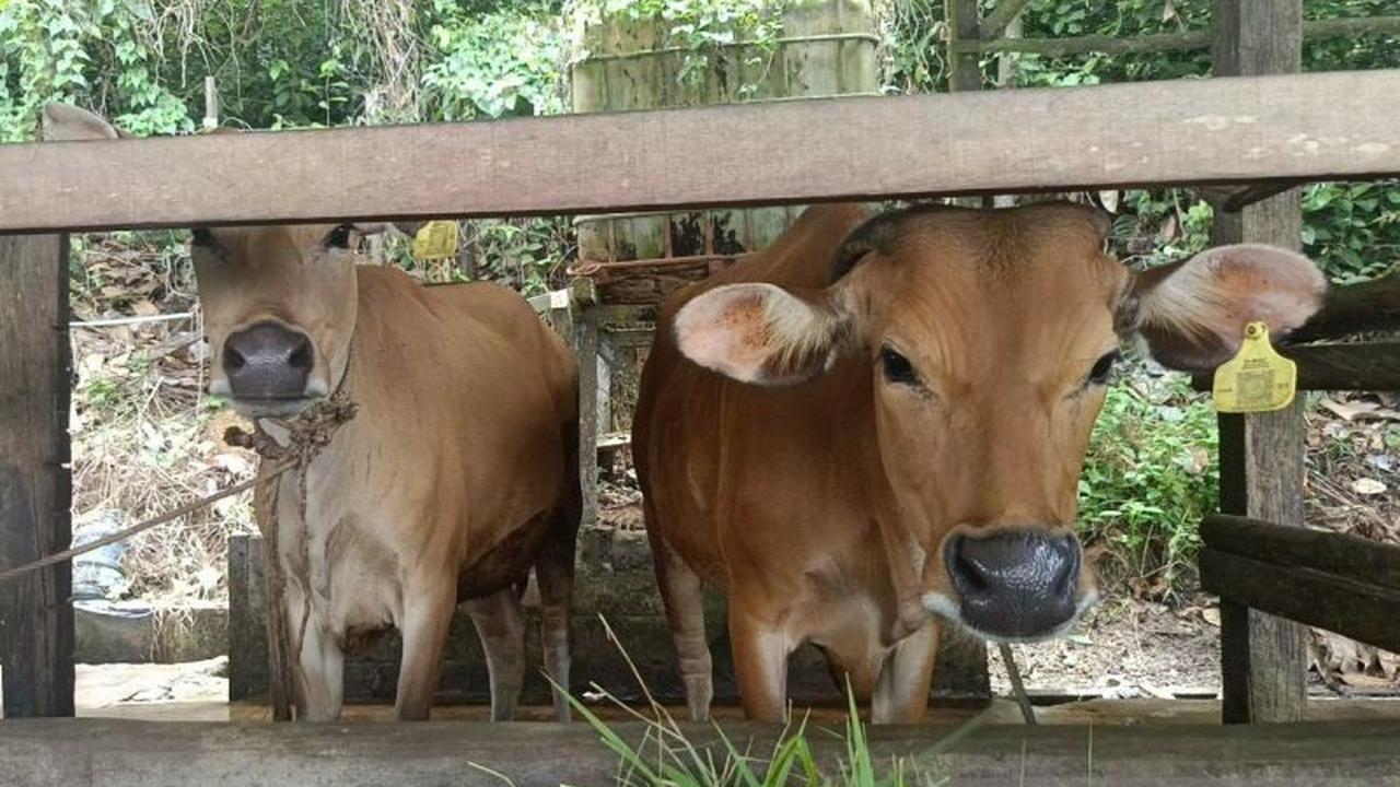 Kaltim Perkuat Jaminan Halal Produk Hewani, LPH DPKH Jalani Asesmen Akreditasi BPJPH