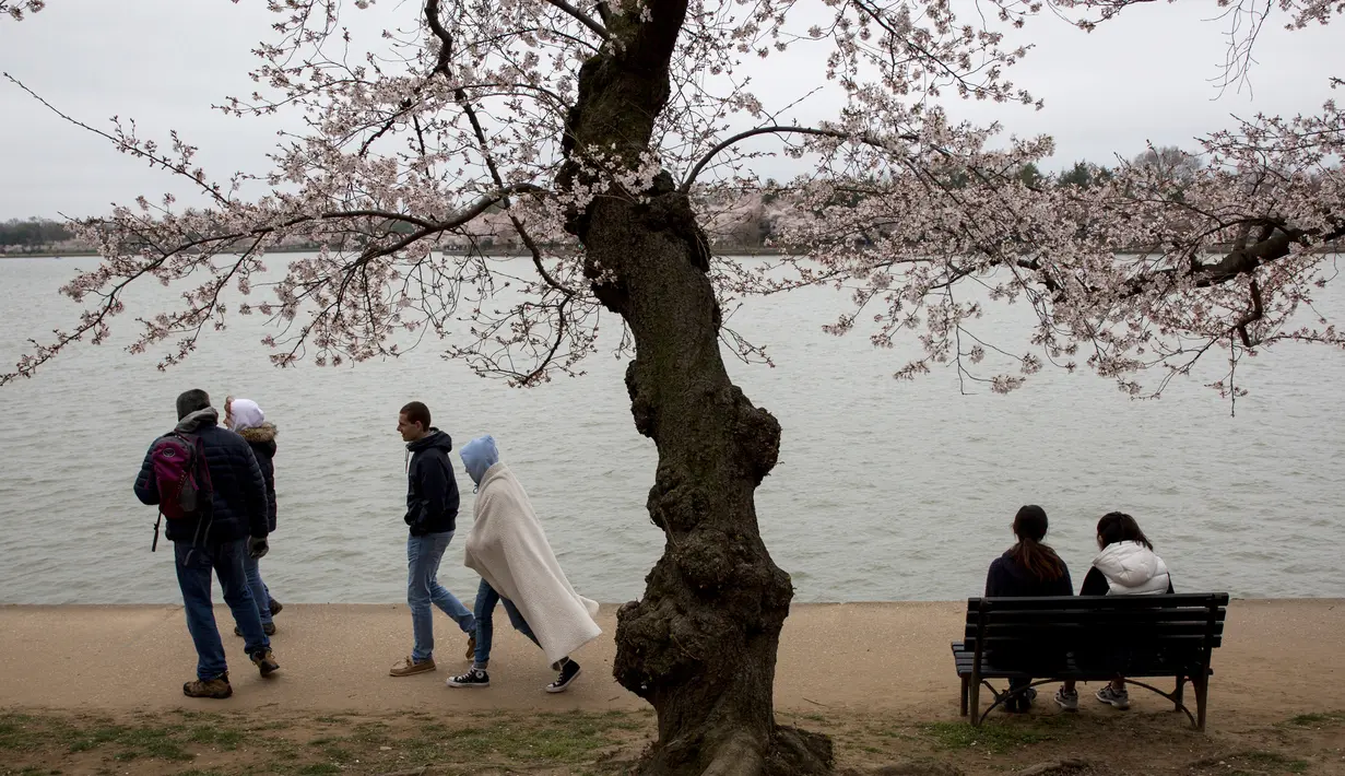 Warga AS bersantai saat menikmati musim semi bunga sakura di Washington DC, AS (26/3). Bunga Sakura merupakan satu keunggulan negara Jepang. (AFP Photo / Zach Gibson)