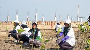 Jaga Pantai Utara Jawa dari Abrasi, BRI Peduli Tanam 30 Ribu Bibit Mangrove