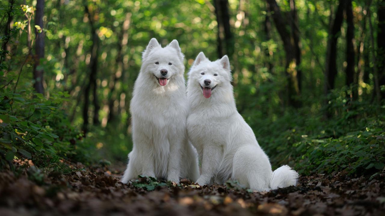Samoyed