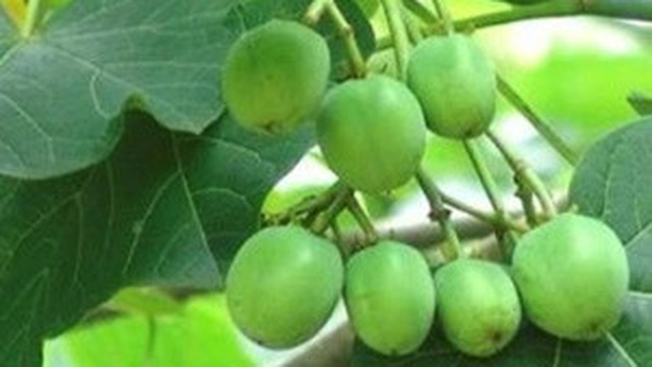 Biji Pohon Jarak