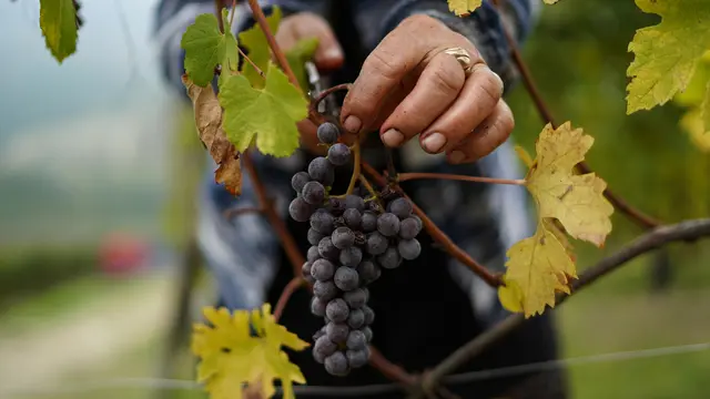 Menengok Panen Melimpah Anggur untuk Wine di Italia