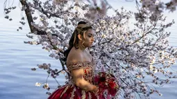 Nicole Vargas (16) dari Maryland, mengambil foto di sebelah bunga sakura di Washington D.C, 21 Maret 2022. National Park Service mengumumkan hari ini melalui Twitter bahwa bunga sakura Washington telah mencapai puncak mekarnya. (TASOS KATOPODIS/Getty Images via AFP)