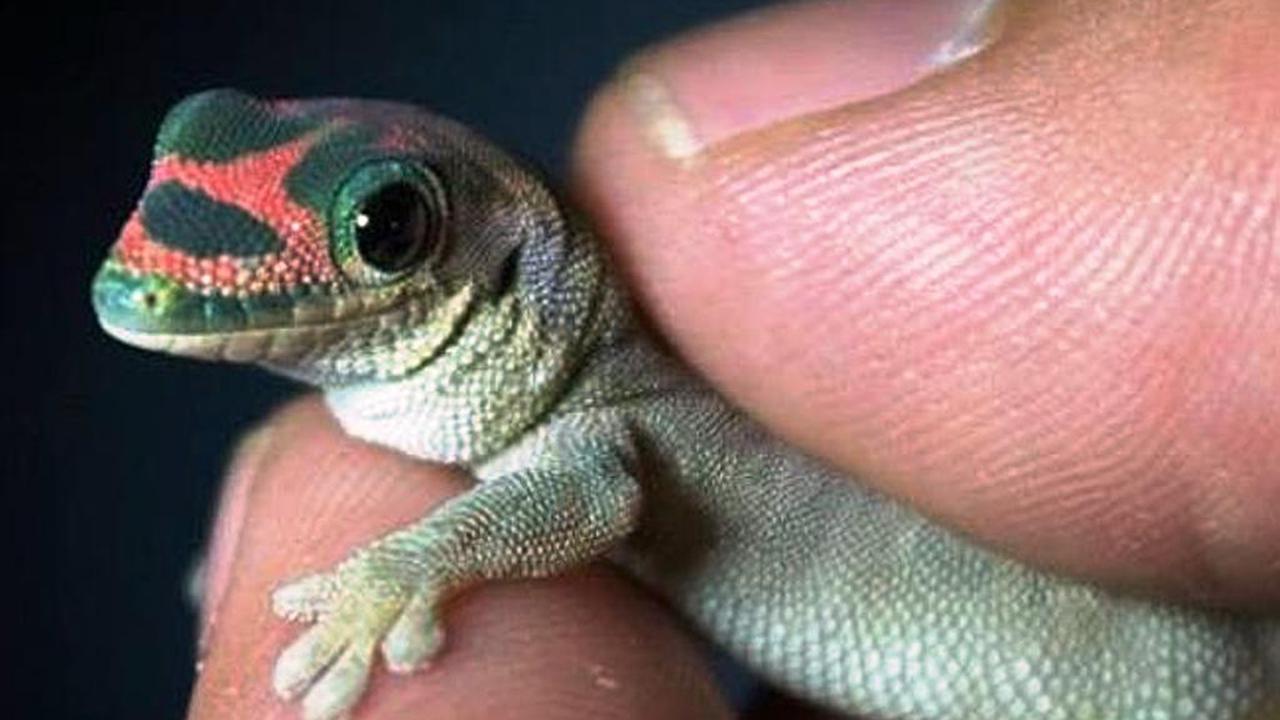 Rusia kirim tokek ke luar angkasa