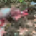 Banteng Jawa Alas Purwo Ditemukan Mati Dikuliti, Dagingnya Dijagal