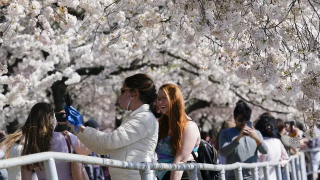 Warga Washington Datangi Festival Bunga Sakura 2021