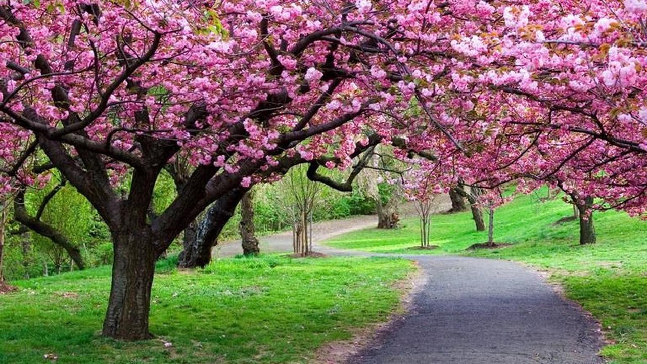 <b>Taman Sakura, Kebun Raya Cibodas</b><br>