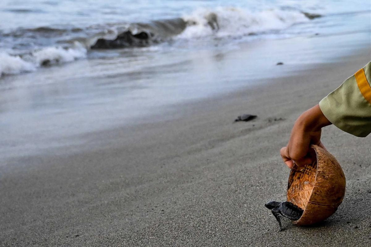 FOTO: Puluhan Tukik Lekang Dilepas di Pantai Alue Naga Banda Aceh