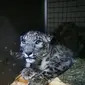 Snow leopard bernama Maya yang menjadi penghuni baru Batu Secret Zoo di Malang. (dok. Garuda Indonesia)