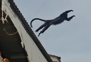 Seekor lutung liar membuat heboh emak-emak yang sedang mencuci di kolam umum. Peristiwa ini terjadi di Sukabumi, Jawa Barat pada Kamis siang (29/1/2026) siang.