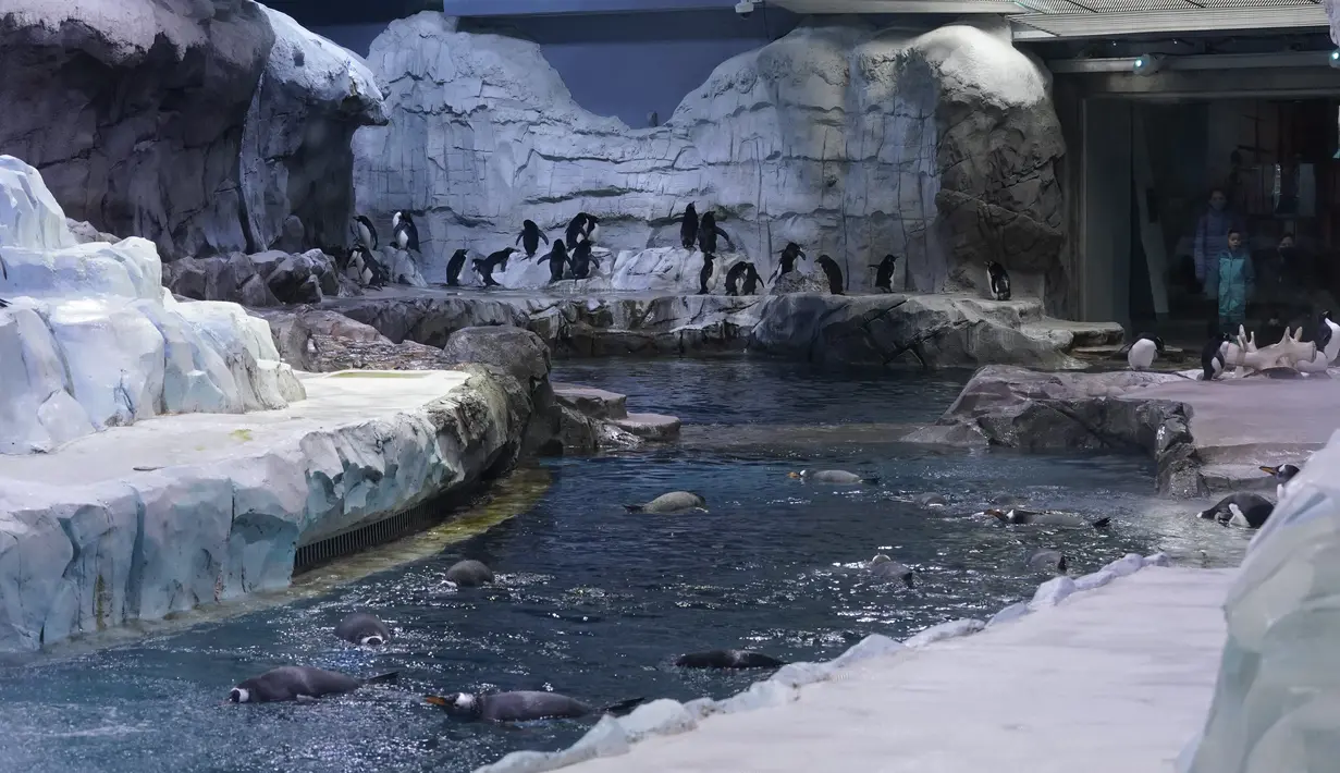 Pengunjung menyaksikan penguin berenang di Pusat Konservasi Penguin Polk di Kebun Binatang Detroit, 16 Februari 2022. Pusat Konservasi Penguin Terbesar di Kebun Binatang Detroit dibuka kembali lebih dari dua tahun setelah ditutup untuk memperbaiki waterproofing yang rusak. (AP Photo/Paul Sancya)