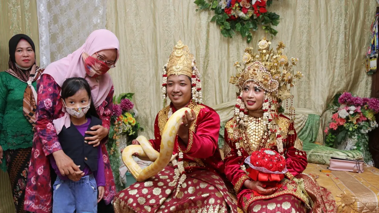 Ular Piton Molurus Jadi Atribut Pernikahan Pengantin di Palembang