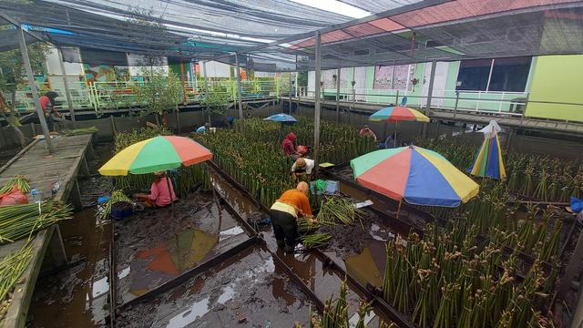 Pertamina Foundation melakukan reforestasi dengan penanaman 1.292.000 pohon daratan di Hutan Pertamina UGM, 1.261.000 mangrove di Hutan Pertamina Mahakam, dan 882.000 mangrove di Hutan Pertamina Badak LNG. (Liputan6.com/Jayadi Supriadin)