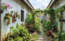 6 Cara Mengubah Lorong Sempit Menjadi Taman Hijau, Tampilan Rumah Seperti di Surga