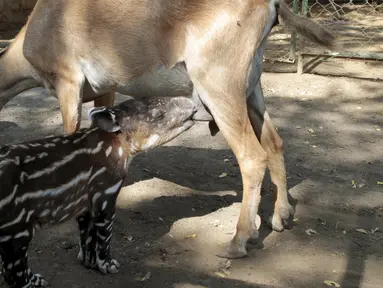 Seekor anak Tapir menyusu pada seekor kambing di Kebun Binatang Nasional Managua, Nikaragua, Kamis (14/4). Anak tapir tersebut terpaksa menyusu pada kambing karena ditinggalkan oleh sang induk.(Reuters/ Oswaldo Rivas)