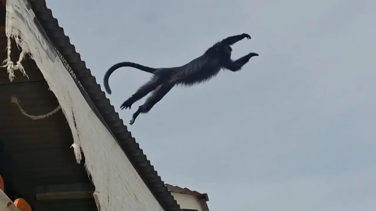 Saat Lutung Nyasar Buat Heboh Emak-Emak yang Sedang Mencuci: Seperti Monyet Tapi Kok Beda