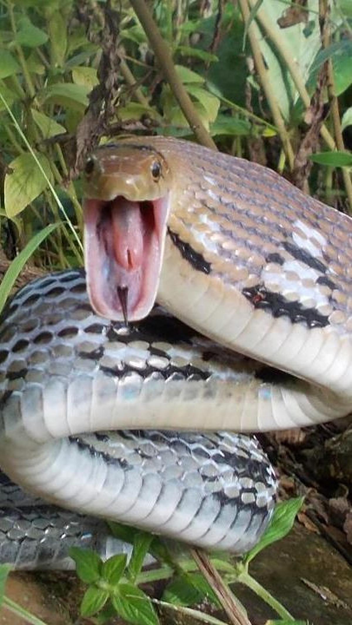 <b>3. Ular Lanang Sapi (Coelognathus Radiatus)</b>