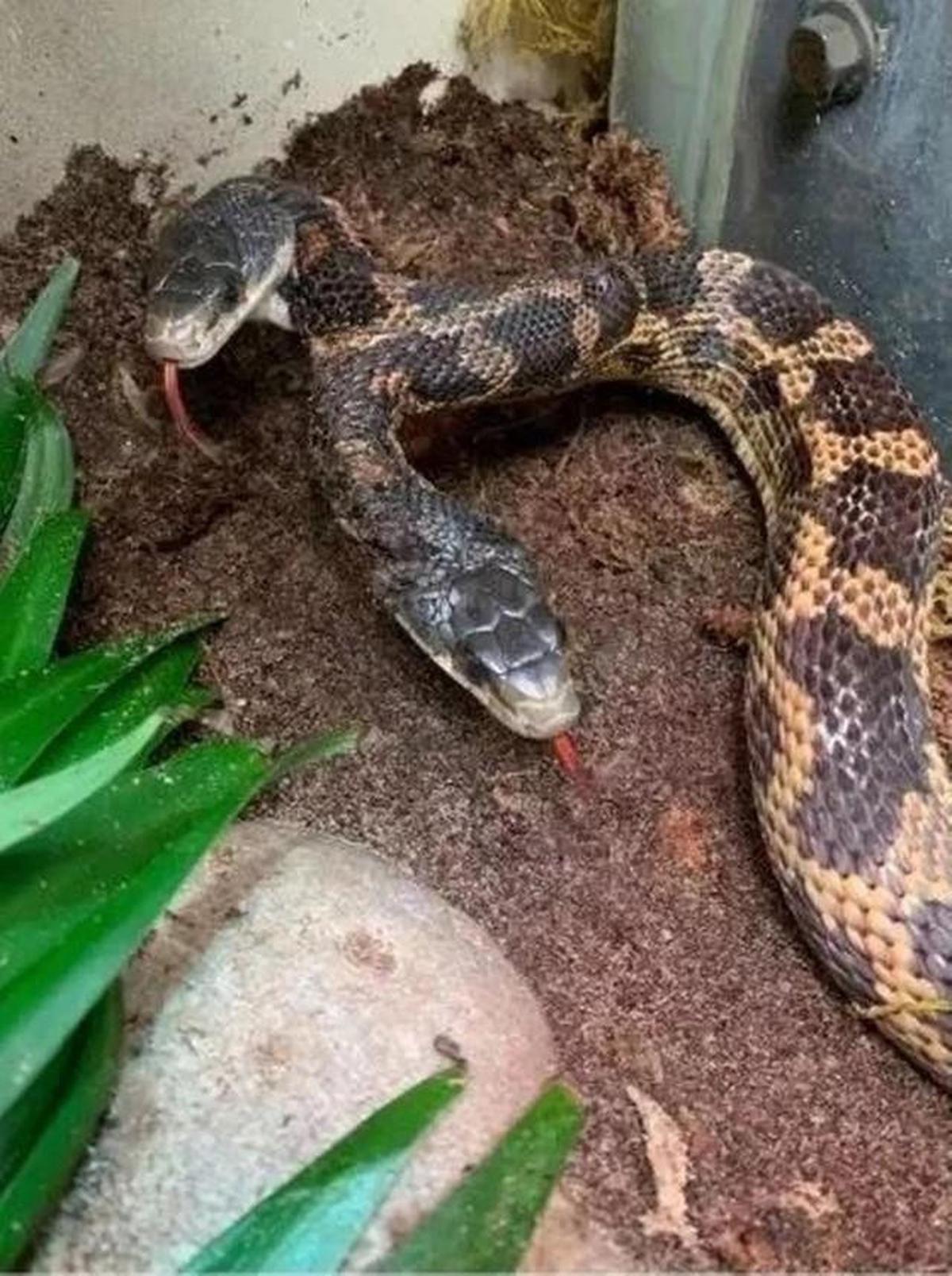 Mengapa Ular Baik untuk Kebun? Berikut 7 Manfaat Ekologis dan Cara Aman Menghadapinya di Halaman Rumah