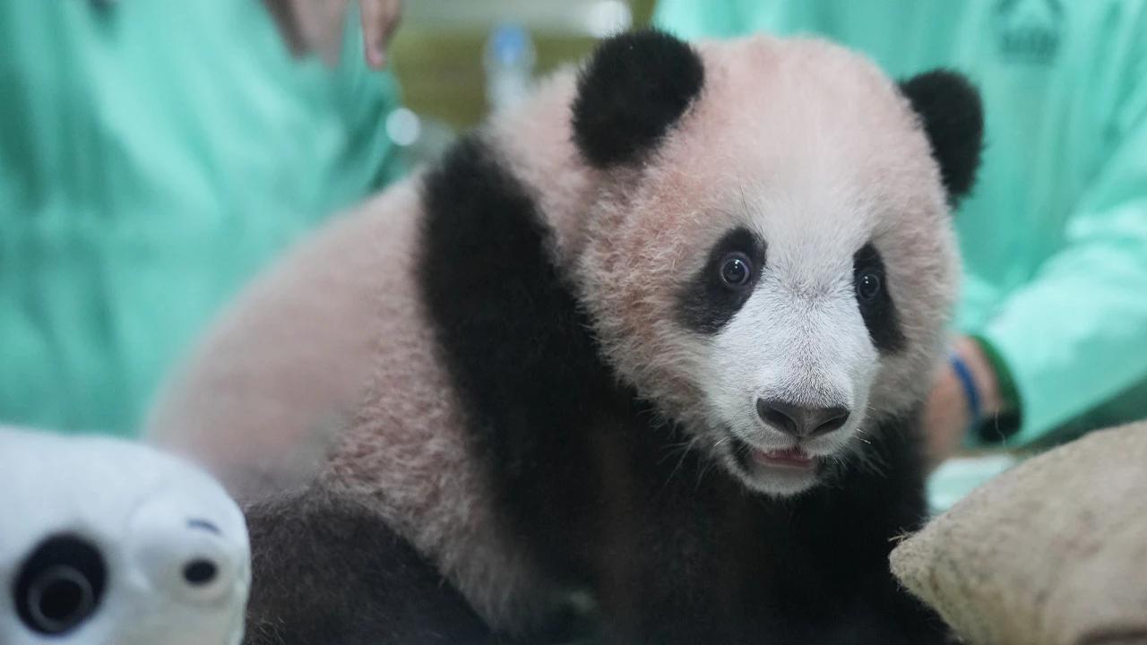 FOTO: Bayi Panda Rio Tumbuh Aktif  Menjelang Diperkenalkan ke Publik