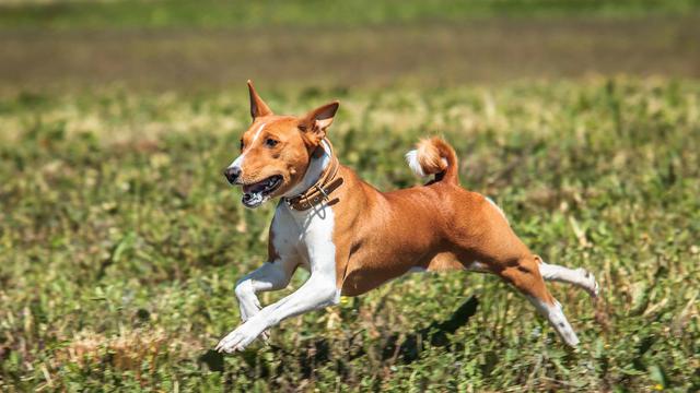 Basenji