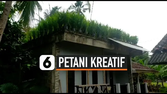 VIDEO: Sawahnya Selalu Terendam Banjir di Musim Hujan, Pria Ini Tanam Padi di Atap Rumah