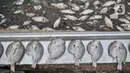 Sejumlah ekor ikan Mujair yang sempat diselamatkan dijemur oleh warga di Lio, Depok, Jawa Barat, Kamis (20/8/2020). Sejak dua hari terakhir ribuan ekor ikan Mujair mati dan memenuhi Situ Rawa Besar yang menurut warga setempat disebabkan oleh faktor cuaca. (merdeka.com/Iqbal S. Nugroho)