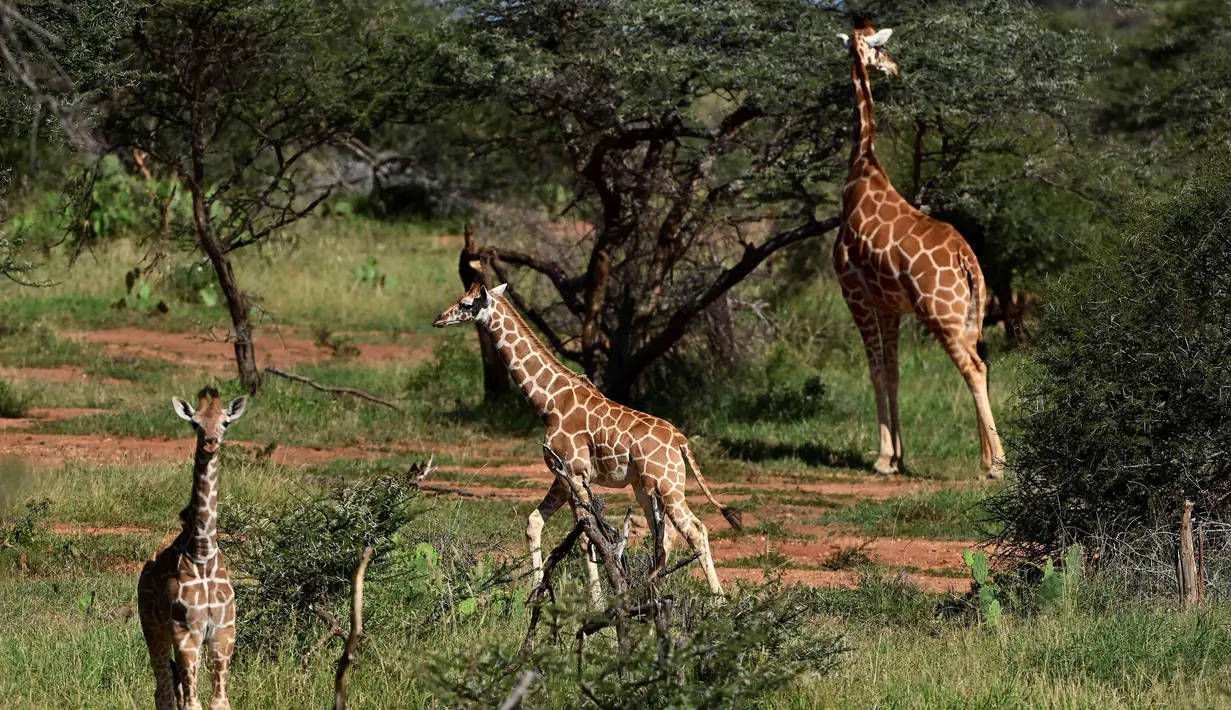 Jerapah reticulated mencari makan di Konservasi Loisaba, Laikipia, Kenya, 5 Agustus 2019. Perburuan liar dan perusakan habitat mendorong populasi jerapah di Kenya terus menurun. (TONY KARUMBA/AFP)